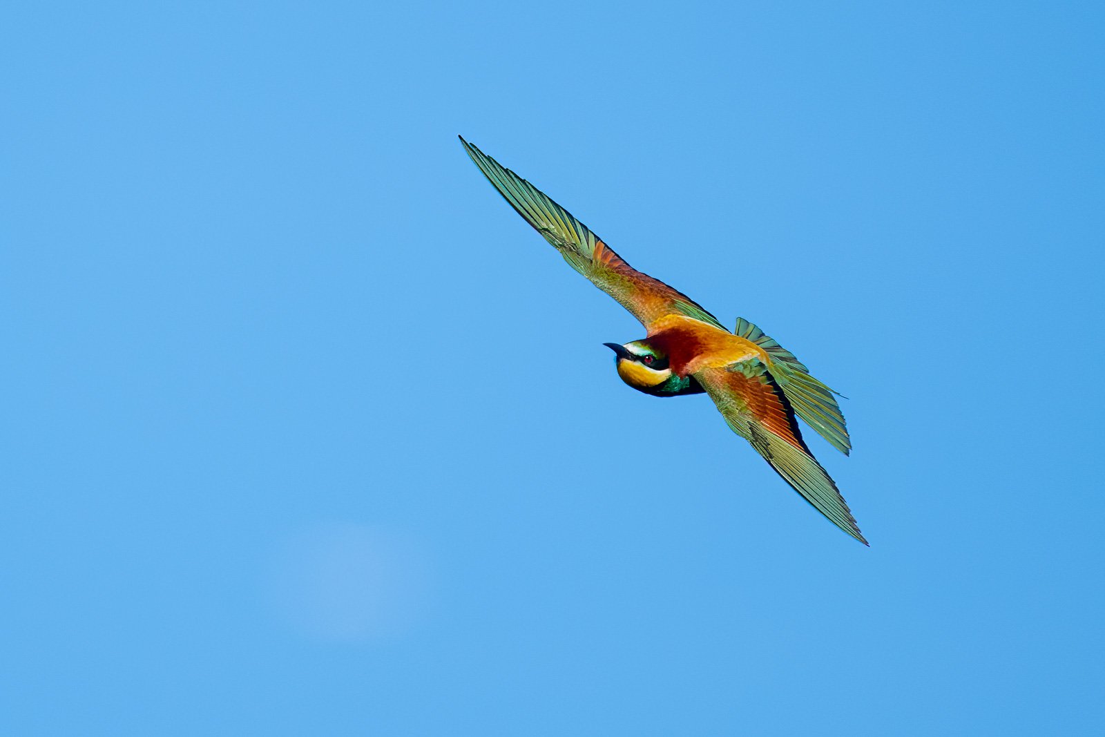 Ein farbenprächtiger Bienenfresser im Flug vor strahlend blauem Himmel.