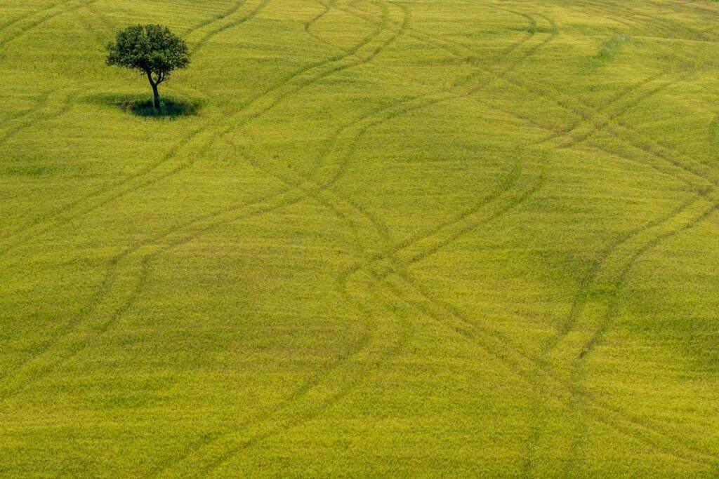 Ein einzelner grüner Baum auf einem weiten Feld mit sanften Fahrspuren im Gras.