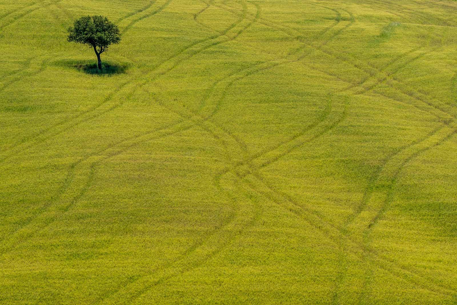 Ein einzelner grüner Baum auf einem weiten Feld mit sanften Fahrspuren im Gras.