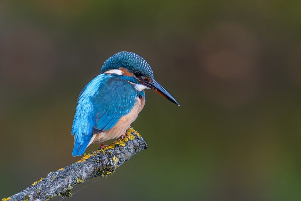 Ein farbenprächtiger Eisvogel sitzt auf einem mit Flechten bewachsenen Ast vor unscharfem Hintergrund.