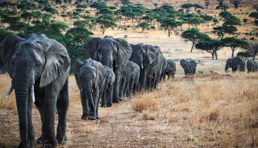 Eine große Herde afrikanischer Elefanten wandert in einer langen Reihe hintereinander über einen staubigen Pfad durch die hügelige Savanne des Tarangire-Nationalparks.