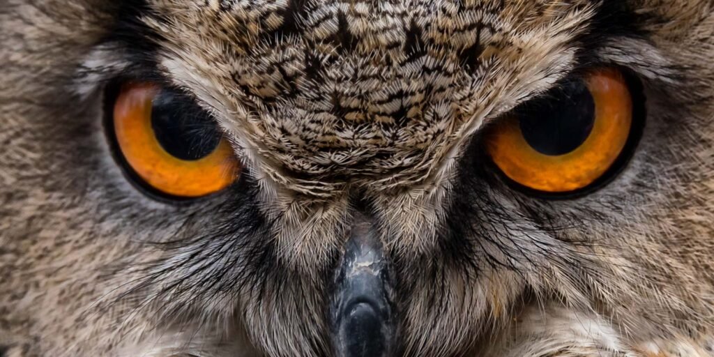 I See You – Nahaufnahme einer Eule mit orangen Augen, mehrfach ausgezeichnet