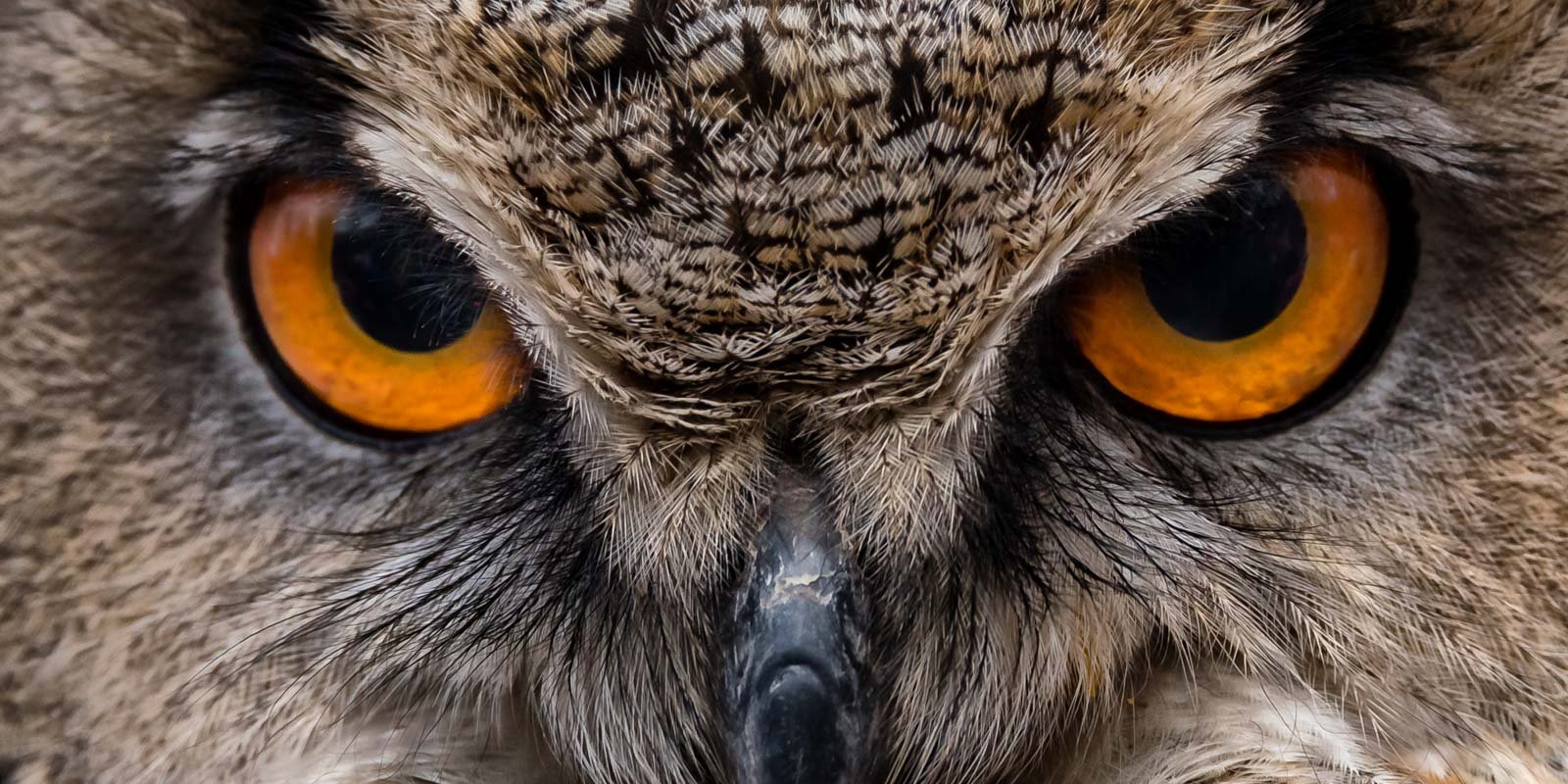 Extreme Nahaufnahme der intensiv orange leuchtenden Augen einer Eule mit detailliertem Gefieder.