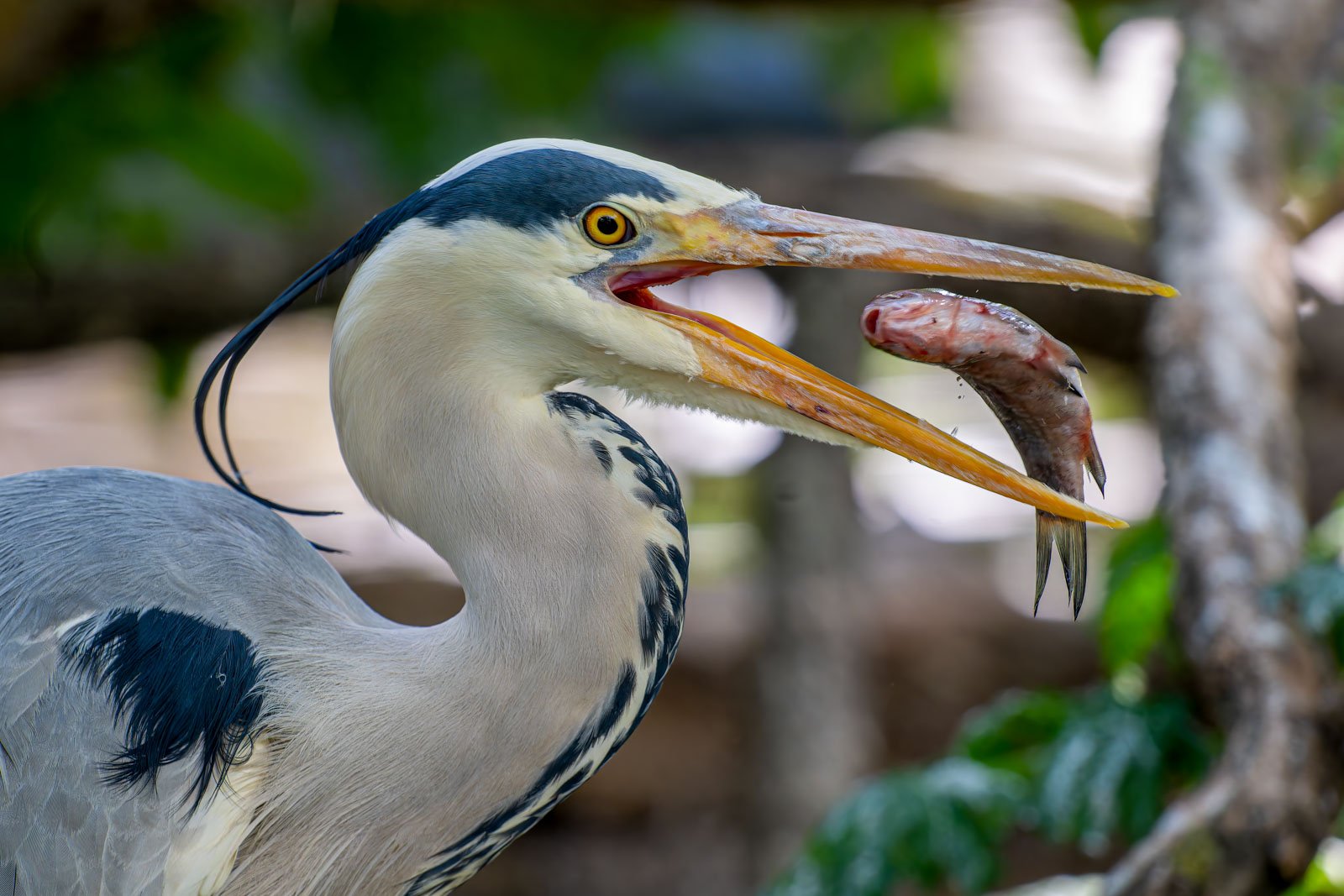 Nahaufnahme eines Fischreihers, der gerade einen gefangenen Fisch im Schnabel hält.