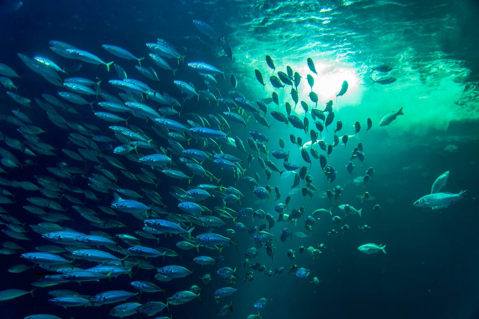 Großer Schwarm silberner Fische unter Wasser, die im hellen Gegenlicht der Meeresoberfläche schwimmen.