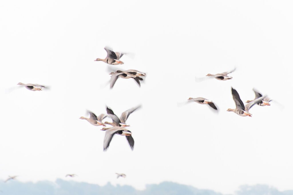 Eine Gruppe von Wildgänsen im Flug vor einem hellen, fast weißen Himmel mit leichter Bewegungsunschärfe.