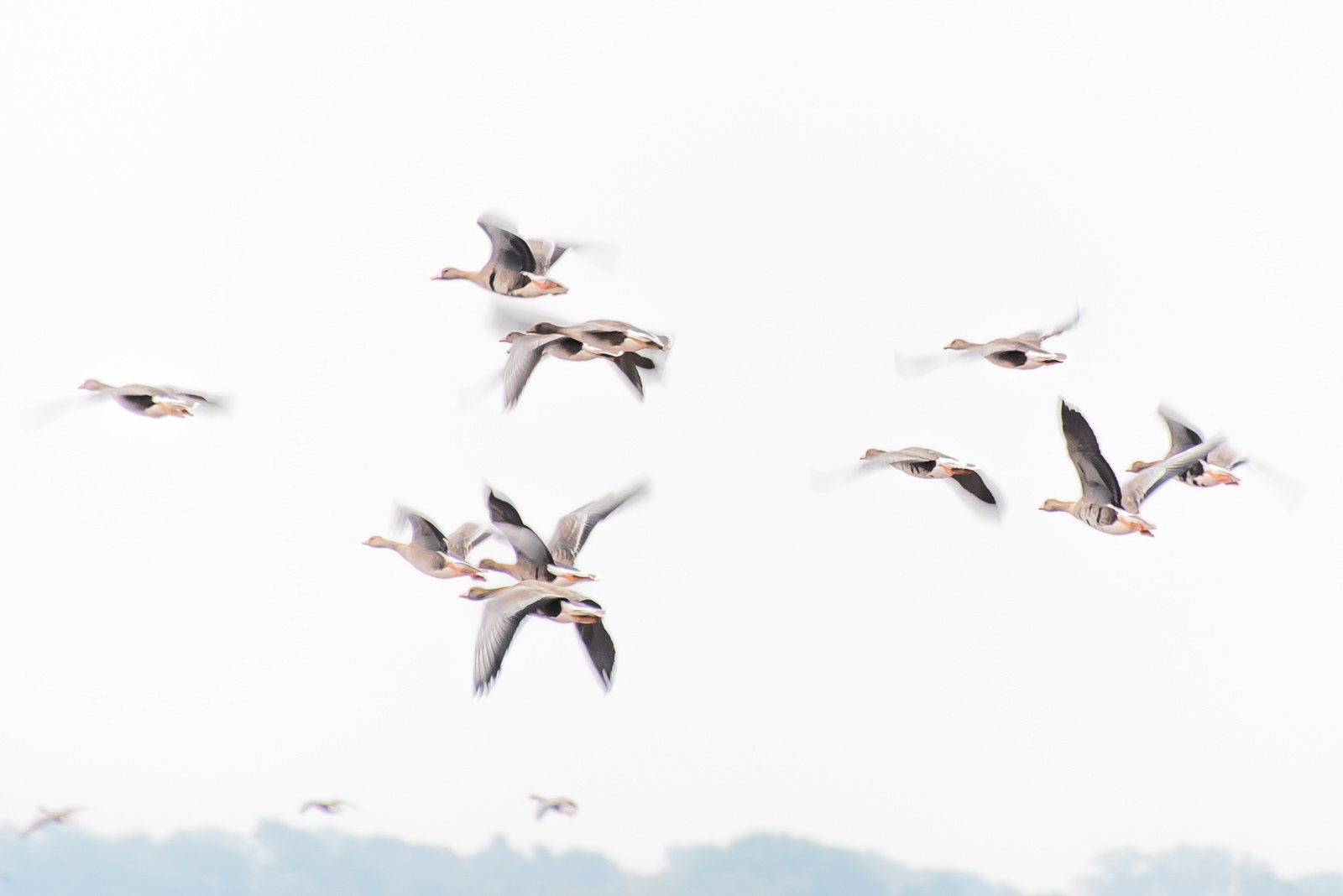 Eine Gruppe von Wildgänsen im Flug vor einem hellen, fast weißen Himmel mit leichter Bewegungsunschärfe.