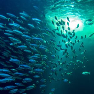 Das preisgekrönte Wandbild Der Schwarm zeigt eine dynamische Gruppe von Fischen unter einer hell leuchtenden Wasseroberfläche in brillanten Blautönen.