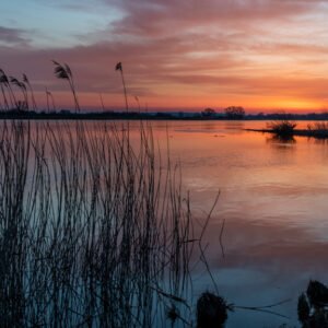 Das Wandbild Elbeufer zeigt eine ruhige Flusslandschaft im warmen Licht des Sonnenuntergangs mit Schilf-Silhouetten im Vordergrund