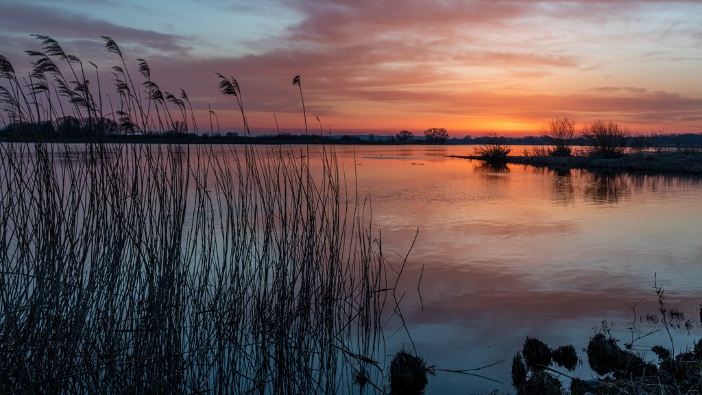 Das Wandbild Elbeufer zeigt eine ruhige Flusslandschaft im warmen Licht des Sonnenuntergangs mit Schilf-Silhouetten im Vordergrund