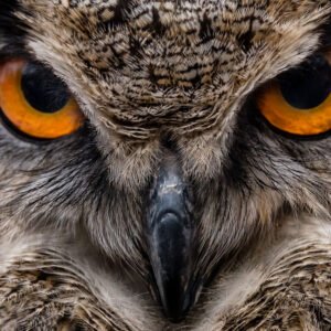 Das mehrfach preisgekrönte Wandbild I See You zeigt eine extreme Nahaufnahme des Gesichts einer Eule mit leuchtend orangefarbenen Augen und detaillierter Federzeichnung.