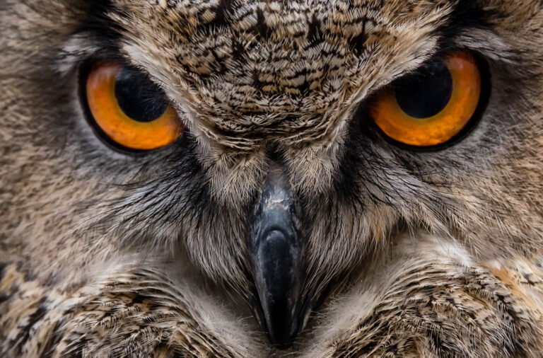 Intensive Nahaufnahme eines Uhus mit leuchtend orangefarbenen Augen als ausdrucksstarkes Hero-Banner für modernes Webdesign