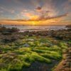 Das Wandbild Sonnenaufgang zeigt eine zerklüftete Küstenlandschaft mit leuchtend grünen Algen im Vordergrund unter einem dramatisch gefärbten Morgenhimmel