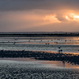 Das Wandbild Sylt Sunset zeigt das weite Wattenmeer bei Ebbe mit zahlreichen Möwen unter einem dramatischen Abendhimmel
