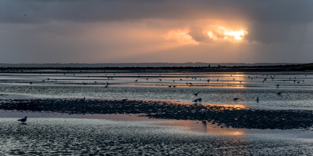 Das Wandbild Sylt Sunset zeigt das weite Wattenmeer bei Ebbe mit zahlreichen Möwen unter einem dramatischen Abendhimmel