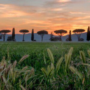 Das Wandbild Toskanische Allee zeigt eine markante Reihe aus Pinien und Zypressen als Silhouetten vor einem farbenprächtigen Sonnenuntergang in der Toskana
