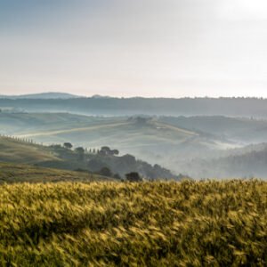 Das Wandbild Toskanische Landschaft zeigt ein weites Panorama mit einem wogenden Getreidefeld im Vordergrund und den sanften Hügeln des Val d’Orcia im Morgendunst