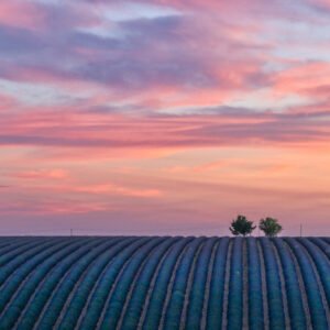 Das Panorama-Wandbild 2 Bäume am Abend zeigt zwei silhouettierte Bäume am Horizont eines strukturierten Lavendelfelds unter einem dramatisch gefärbten Abendhimmel in Violett- und Rosatönen.