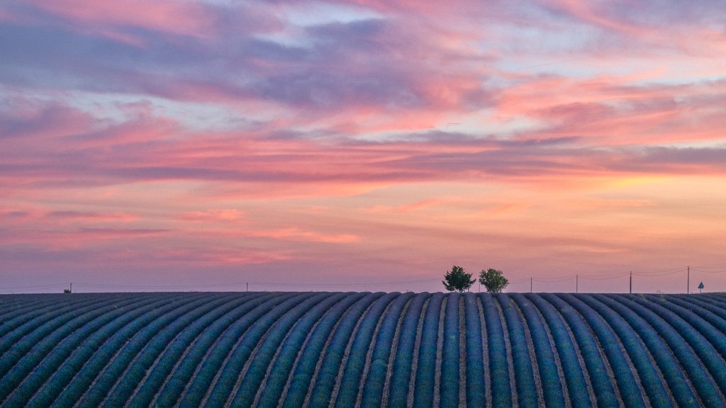 Das Panorama-Wandbild 2 Bäume am Abend zeigt zwei silhouettierte Bäume am Horizont eines strukturierten Lavendelfelds unter einem dramatisch gefärbten Abendhimmel in Violett- und Rosatönen.