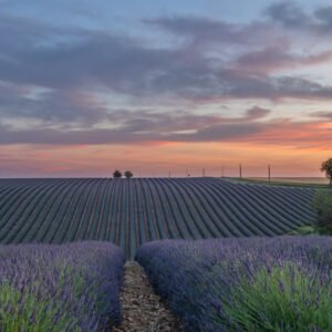 Das Wandbild 2 Bäume zeigt ein weitläufiges, strukturiertes Lavendelfeld in der Provence unter einem sanften Abendhimmel mit zwei markanten Bäumen am Horizont.