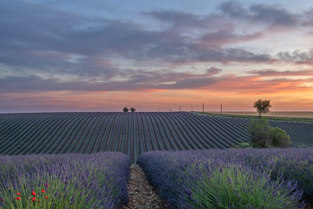 Das Wandbild 2 Bäume zeigt ein weitläufiges, strukturiertes Lavendelfeld in der Provence unter einem sanften Abendhimmel mit zwei markanten Bäumen am Horizont.