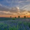 Das Panorama-Wandbild Abendlicht zeigt die weite Pracht eines Lavendelfelds in der Provence unter einem leuchtend goldenen Sonnenuntergang.