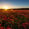 Das Wandbild Abendmohn zeigt ein unendliches Feld voller roter Mohnblumen während eines goldenen Sonnenuntergangs unter einem klaren Himmel.