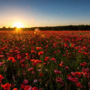 Das Wandbild Abendmohn zeigt ein unendliches Feld voller roter Mohnblumen während eines goldenen Sonnenuntergangs unter einem klaren Himmel.