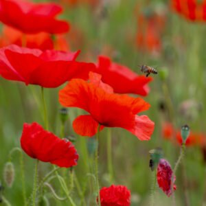 Makroaufnahme einer Biene im Anflug kurz vor der Landung auf einer roten Mohnblüte inmitten eines Mohnfeldes.