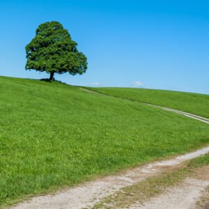 Das Wandbild Der Weg zeigt einen geschwungenen Feldweg, der über eine sattgrüne Allgäuer Almwiese zu einem einzelnen, prachtvollen Laubbaum unter strahlend blauem Himmel führt.