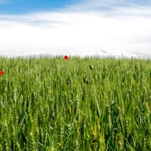 Das Wandbild Einsamer Mohn zeigt eine einzelne, strahlend rote Mohnblüte in einem grünen Getreidefeld unter blauem Himmel mit Blick auf die schneebedeckten Alpen im Hintergrund.