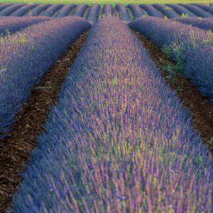 Das Wandbild Endloslavendel zeigt perfekt ausgerichtete Lavendelreihen in der Provence, die in zentraler Perspektive bis zum Horizont führen.
