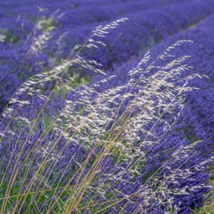 Das Wandbild Filigran zeigt zarte, helle Gräser im Vordergrund, die sich sanft vor einem intensiv violetten Lavendelfeld abheben.