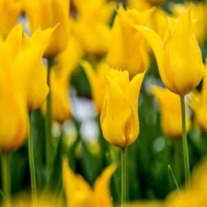 Das Wandbild Gelbe Tulpen zeigt eine Gruppe strahlend gelber Tulpen in einer dynamischen Nahaufnahme mit weichem Fokus auf die vordere Blüte vor einem harmonisch verschwommenen Hintergrund.
