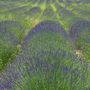 Das Panorama-Wandbild Grünlila zeigt ein weites Lavendelfeld in der Provence mit einer harmonischen Mischung aus grünen Pflanzenstrukturen und violetten Blüten.