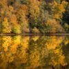 Das Wandbild Herbstspiegel zeigt einen dichten Wald mit leuchtend herbstlichen Blättern in Gelb- und Goldtönen, die sich perfekt auf der glatten Oberfläche eines Sees spiegeln.