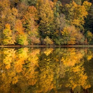 Das Wandbild Herbstspiegel zeigt einen dichten Wald mit leuchtend herbstlichen Blättern in Gelb- und Goldtönen, die sich perfekt auf der glatten Oberfläche eines Sees spiegeln.