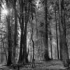 Das Wandbild Herbstwald SW zeigt eine dichte Waldszene in Schwarz-Weiß, bei der helle Sonnenstrahlen durch die hohen Baumstämme brechen und eine mystische, kontrastreiche Atmosphäre schaffen.