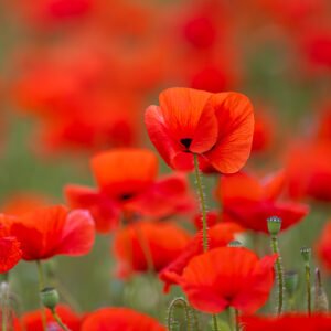 Das Wandbild Intensivmohn im 16:9 Panorama-Format als energetischer und warmer Blickfang an der Wand eines modernen Esszimmers.