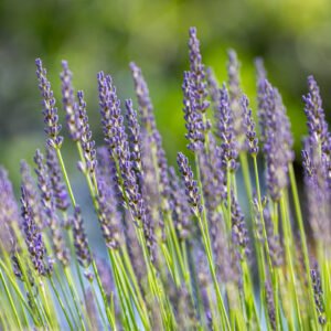 Das Wandbild Lavendeldetail zeigt einzelne, filigrane Lavendelstängel in einer scharfen Nahaufnahme vor einem weich gezeichneten, grünen Hintergrund.