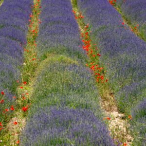 Das Wandbild Lavendelstraße zeigt violette Lavendelreihen, in deren Zwischenräumen leuchtend roter Klatschmohn wie kleine Farbtupfer wächst.