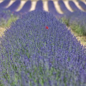 Das Panorama-Wandbild Lila Hügel zeigt eine sanft geschwungene Lavendelreihe im Fokus, die den Blick über weitere violette Felder führt.
