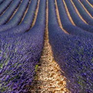 Das Panorama-Wandbild Lila zeigt perfekt strukturierte Lavendelreihen, die in einer symmetrischen Fluchtlinie bis zum fernen Horizont führen.