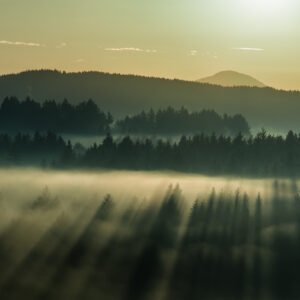 Das preisgekrönte Wandbild Misty Morning zeigt den Sonnenaufgang über einer Allgäuer Waldlandschaft, bei dem markante Lichtstrahlen durch dichten Nebel und dunkle Nadelbäume fallen.