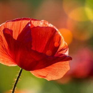 Eine einzelne rote Mohnblüte in Nahaufnahme, deren Blütenblätter durch das helle Gegenlicht fast transparent und intensiv rot leuchten vor einem weichen, grün-goldenen Hintergrund-Bokeh.