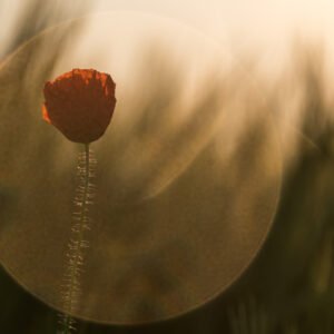 Das Wandbild Mohn im Gegenlicht zeigt eine einzelne Mohnblüte im Profil, die von einem kreisförmigen Lichtreflex (Lens Flare) der tiefstehenden Sonne in warmen Goldtönen umschlossen wird.
