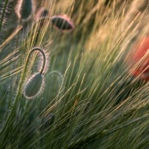 Das Wandbild Mohn im Gras zeigt eine scharf fokussierte Mohnknospe im Detail vor einem weichen Hintergrund aus Gräsern im warmen Gegenlicht.