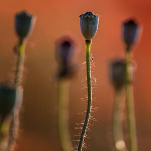 Das Wandbild Mohn im Spätstadium zeigt mehrere aufrechte Mohnkapseln in einer Makroaufnahme, deren feine Härchen am Stiel im warmen Gegenlicht leuchten.
