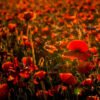 Das Wandbild Mohnfeld in der Dämmerung zeigt unzählige rote Mohnblüten, die im tiefstehenden, warmen Licht der Abendsonne intensiv leuchten.