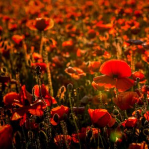 Das Wandbild Mohnfeld in der Dämmerung zeigt unzählige rote Mohnblüten, die im tiefstehenden, warmen Licht der Abendsonne intensiv leuchten.